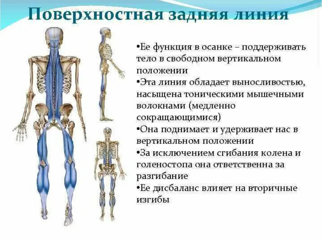 Функциональная линия. Задняя поверхностная фасциальная линия. Поверхностная дорзальная цепь мышцы. Задняя поверхностная линия Майерс.